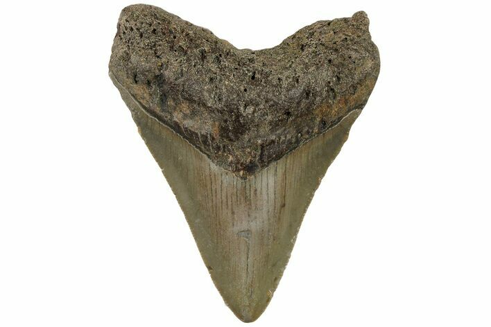 3.06" Fossil Megalodon Tooth - North Carolina